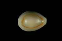 藏品(金環寶螺)的圖片